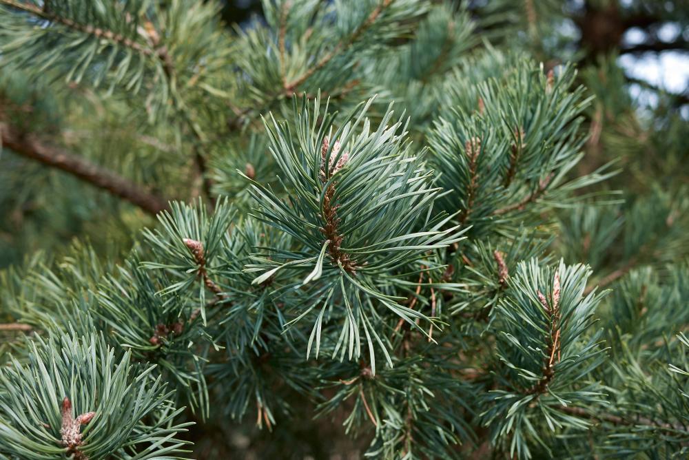 pin sylvestre près de Le Puy-en-Velay